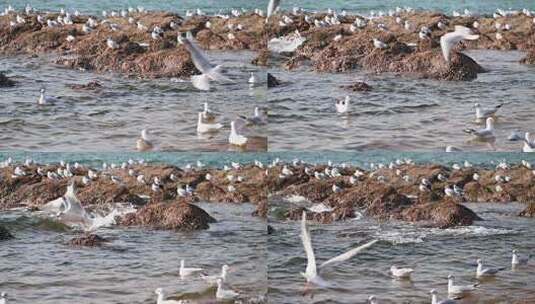 青岛栈桥的海鸥慢动作视频高清在线视频素材下载