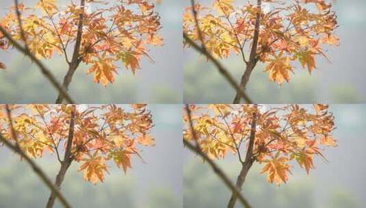 秋天红枫高清在线视频素材下载
