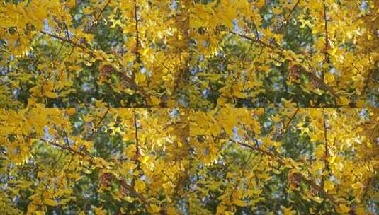 秋天金黄银杏叶和银杏果实金秋美景意境氛围高清在线视频素材下载