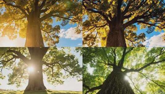 阳光下参天大树自然风光高清在线视频素材下载