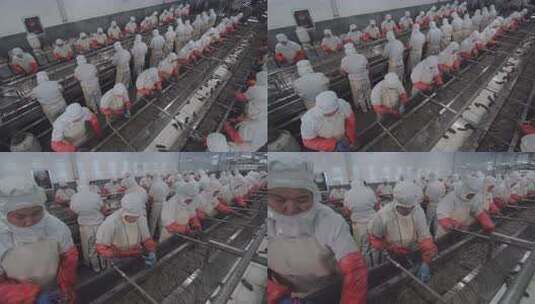 海参加工生产线工人在流水线上处理海鲜高清在线视频素材下载