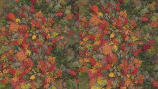 航拍秋天加拿大大片的五颜六色的森林高清在线视频素材下载