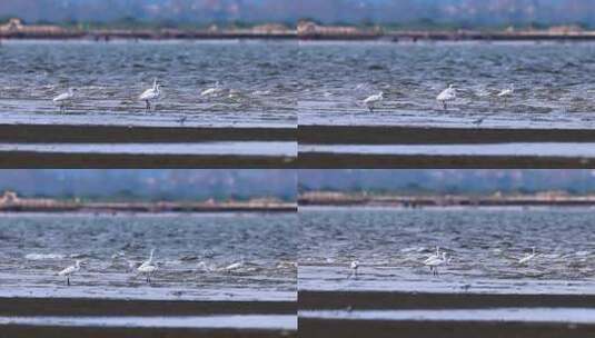 沙滩上的鹬鸻合集、湿地水鸟觅食画面高清在线视频素材下载