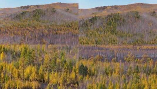 大兴安岭呼伦贝尔秋天航拍高清在线视频素材下载