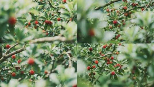 杨梅树果实特写素材高清在线视频素材下载