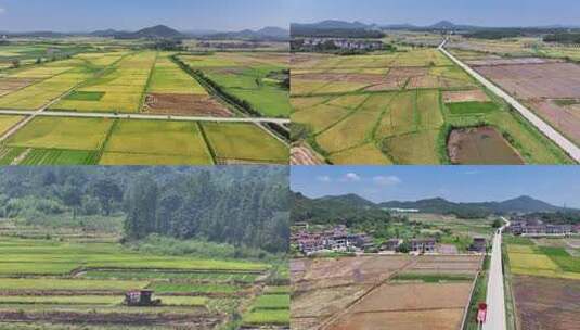 江西金溪：盛夏“双抢”忙高清在线视频素材下载