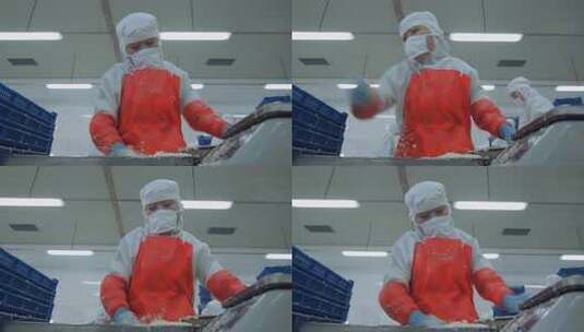 海参加工生产线工人在流水线上处理海鲜制品高清在线视频素材下载