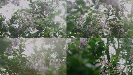 苏州园林里盛开的丁香花高清在线视频素材下载