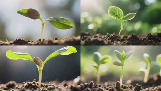 幼苗破土发芽特写高清在线视频素材下载