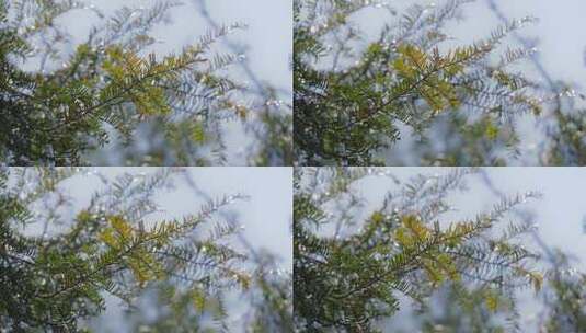 春天山区红豆杉新叶嫩芽高清在线视频素材下载