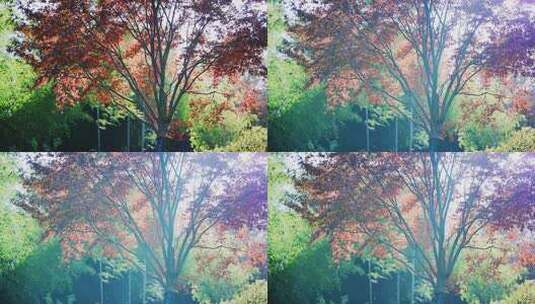 红枫树自然风光素材高清在线视频素材下载