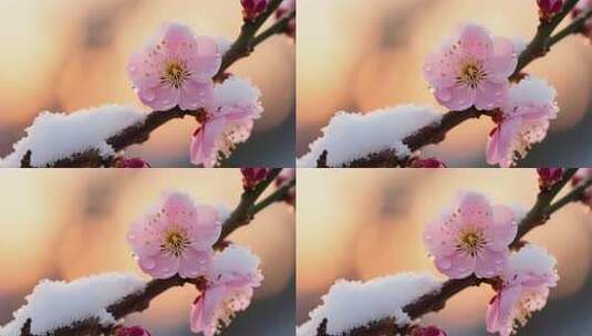枝头覆雪的粉色花朵特写高清在线视频素材下载