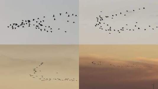 飞向夕阳的白鹭、黄昏鸟群迁徙视频高清在线视频素材下载