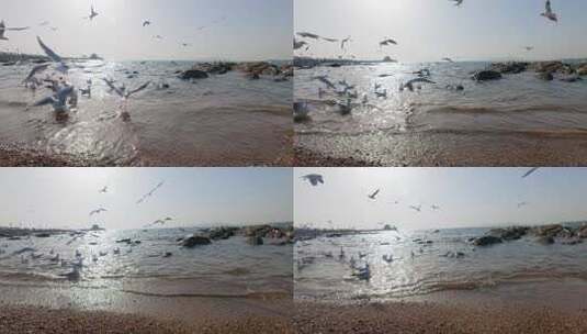 青岛栈桥的海鸥慢动作视频高清在线视频素材下载