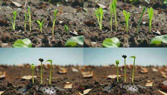 幼苗破土生长延时高清在线视频素材下载
