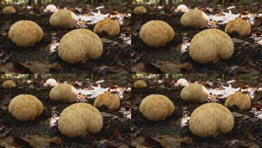 野外生长的毛茸茸蘑菇高清在线视频素材下载