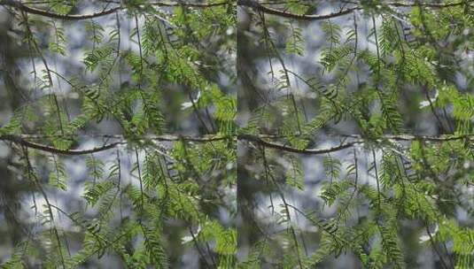 春天山区红豆杉新叶嫩芽高清在线视频素材下载