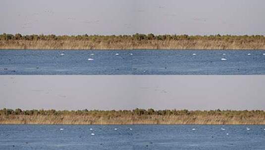山东黄河口湿地鸟类野生动物高清在线视频素材下载
