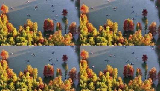 杭州临安青山湖水杉林秋季风光航拍高清在线视频素材下载