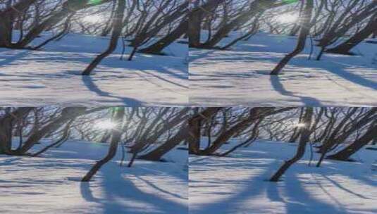 冬季雪后森林太阳树影延时高清在线视频素材下载