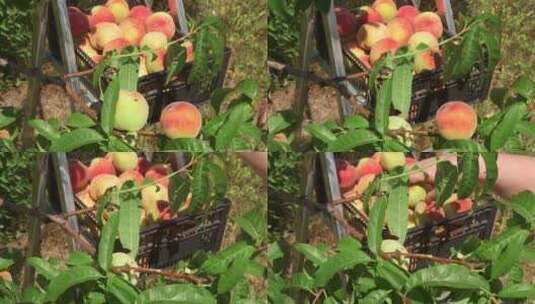 水蜜桃 蜜桃 桃子 新鲜水蜜桃高清在线视频素材下载