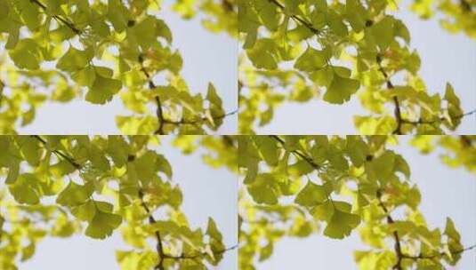 重庆秋季银杏实拍高清在线视频素材下载