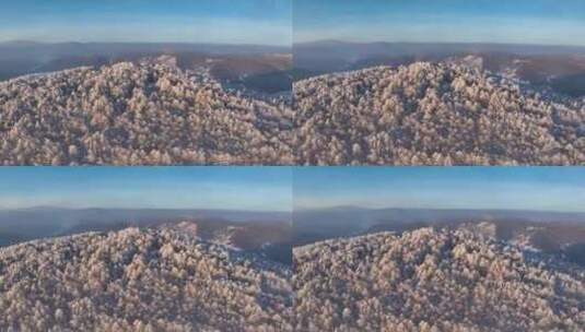 阿尔山森林雾凇 林海雪原雾凇高清在线视频素材下载