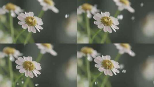 雨中的洋甘菊雨中的花高速慢镜头雨滴落下高清在线视频素材下载