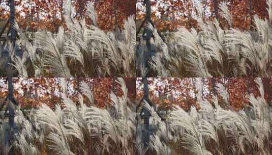 秋风吹拂芦苇高清在线视频素材下载