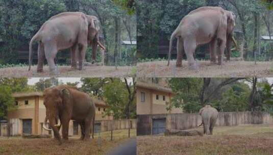 2024广州动物园游览大象高清在线视频素材下载