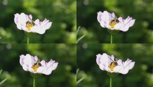 蜜蜂采蜜高清在线视频素材下载