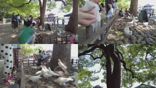 西湖景区游客喂养鸽子高清在线视频素材下载