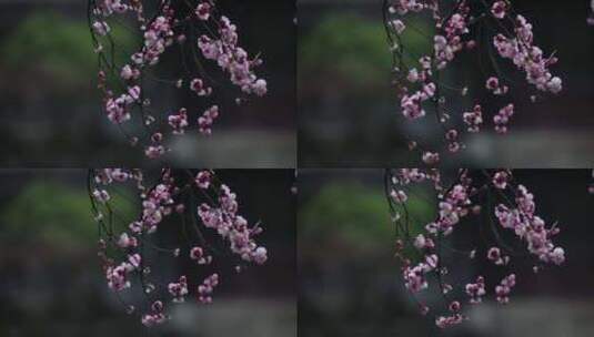 水珠滴在花瓣上娇美醉人（苏州园林艺圃）高清在线视频素材下载