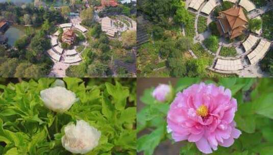 4K洛阳王城公园牡丹花会高清在线视频素材下载