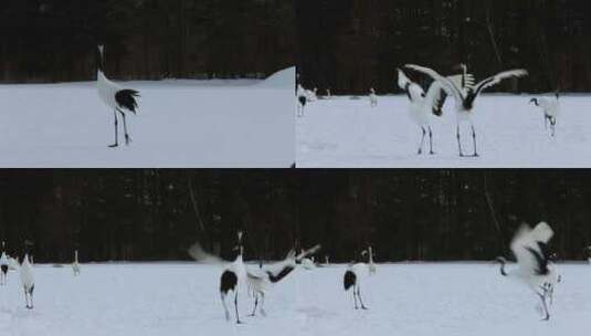 丹顶鹤飞翔，雪中漫步，跳舞 (1)高清在线视频素材下载
