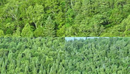 绿色树木森林高清在线视频素材下载