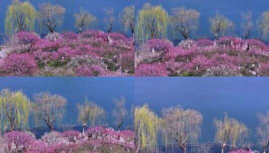 杭州西湖孤山公园梅花盛开高清在线视频素材下载