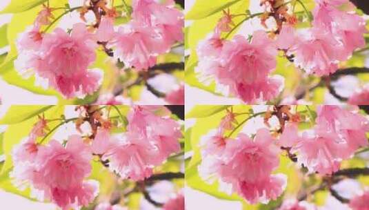 美丽的樱花盛开高清在线视频素材下载