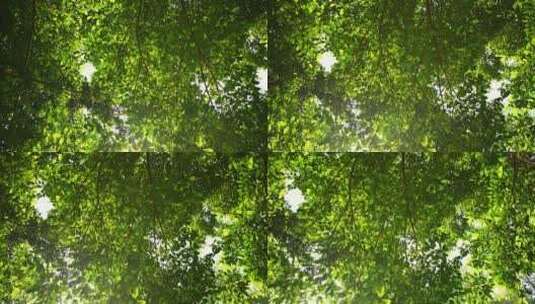 春天阳光下树木绿色枝叶特写高清在线视频素材下载