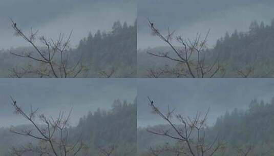 春天李花，竹林烟雨高清在线视频素材下载