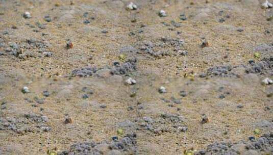 海南三亚退潮后沙滩上出洞觅食的螃蟹高清在线视频素材下载