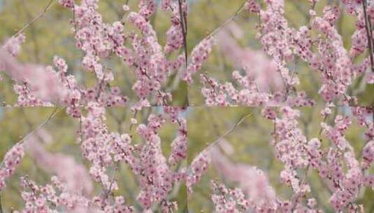 春天春暖花开桃花樱花空镜高清在线视频素材下载