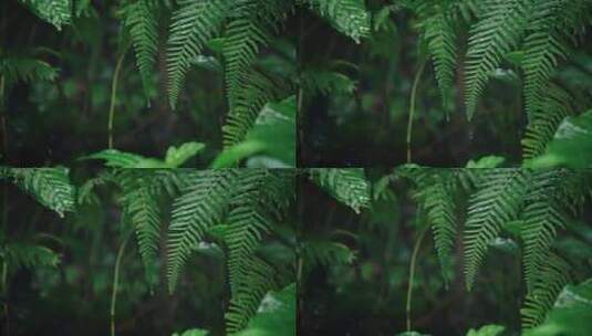 欧洲蕨开花春雷春雨春天绿植雨滴2540高清在线视频素材下载