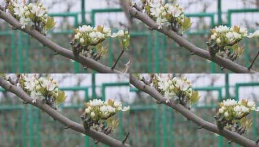 春天乡村果园梨树绽放的美丽洁白梨花特写高清在线视频素材下载