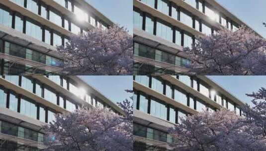杭州阿里巴巴西溪园区春天樱花盛开高清在线视频素材下载