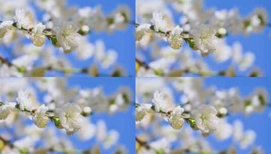春天盛开的白色桃花花朵特写高清在线视频素材下载