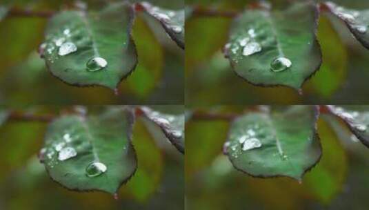 春天下雨天树叶雨滴水滴水珠的治愈风景高清在线视频素材下载