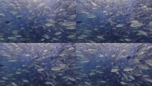 深海鱼群杰克鱼风暴高清在线视频素材下载