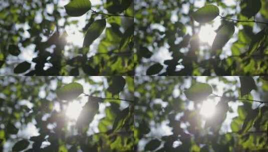 阳光树叶植物光影写意美好空镜绿色叶子高清在线视频素材下载