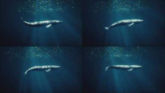 一头雄伟的鲸鱼被一群蓬勃发展的鱼包围着高清在线视频素材下载